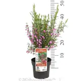 Boronia Just Margaret - Pack