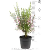Boronia Just Margaret - Ruler