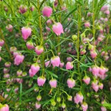 Boronia Just Margaret - Detail