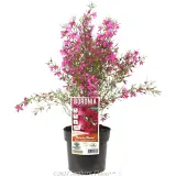 Boronia Magenta Stars - Plant photo