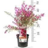 Boronia Magenta Stars - Product photo