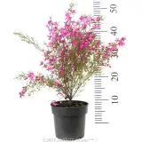 Boronia Magenta Stars - Reference photo