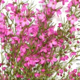 Boronia Magenta Stars - Detail photo