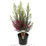 Boronia Carousel - Plant photo