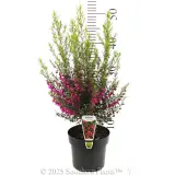 Boronia Carousel - Product photo