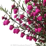 Boronia Carousel - Detail photo
