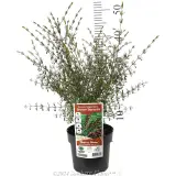 Brown Boronia - Product photo