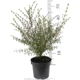 Brown Boronia - Reference photo