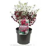 Boronia Mirabelle - Plant photo