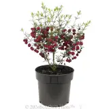 Boronia Mirabelle - Alternate photo