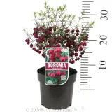 Boronia Mirabelle - Product photo