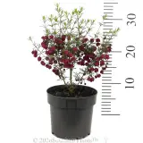 Boronia Mirabelle - Reference photo