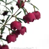 Boronia Mirabelle - Detail photo