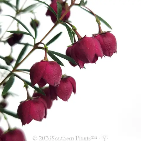 Boronia Mirabelle