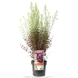Boronia Plum Bells - Plant photo