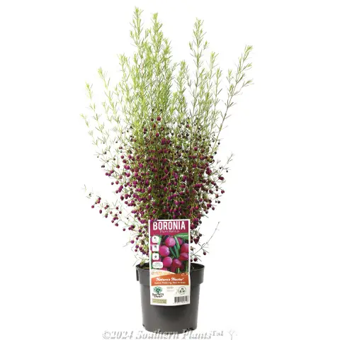 Boronia Plum Bells