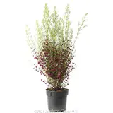 Boronia Plum Bells - Alternate photo