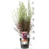Boronia Plum Bells - Product photo