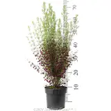 Boronia Plum Bells - Reference photo