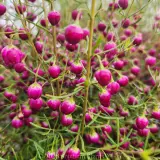 Boronia Plum Bells - Detail