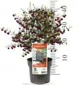 Boronia Purple Jared - Product photo