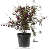 Boronia Purple Jared - Reference photo