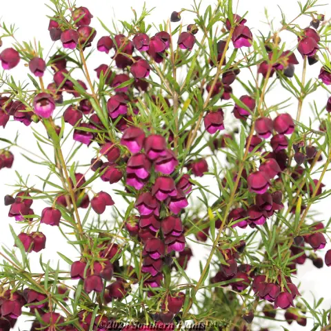 Boronia Purple Jared