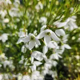 Boronia Sirius - Detail