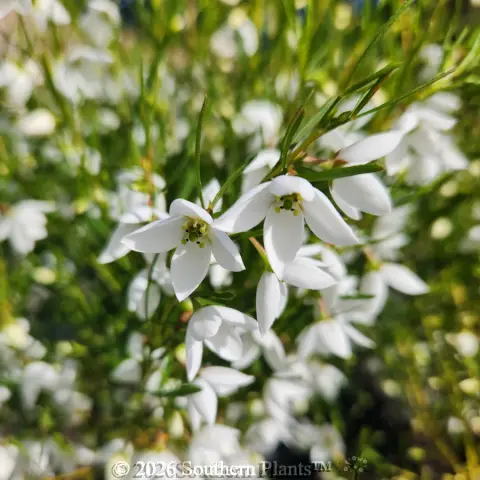 Boronia Sirius