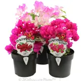 Bougainvillea - Plant photo