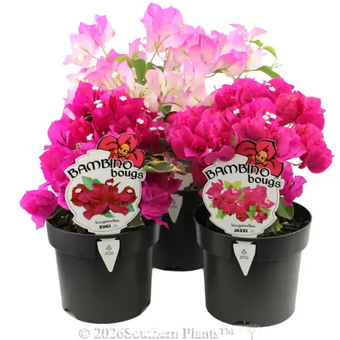 Bougainvillea