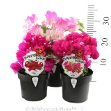 Bougainvillea - Product photo