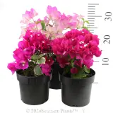 Bougainvillea - Reference photo