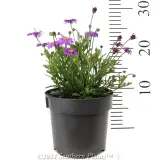 Cut-Leaf Daisy - Reference photo