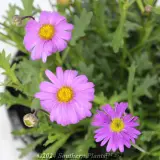 Cut-Leaf Daisy - Detail photo