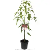 Brachychiton Ned's Red - Plant photo