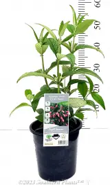 Cranrazz Buddleja - Primary