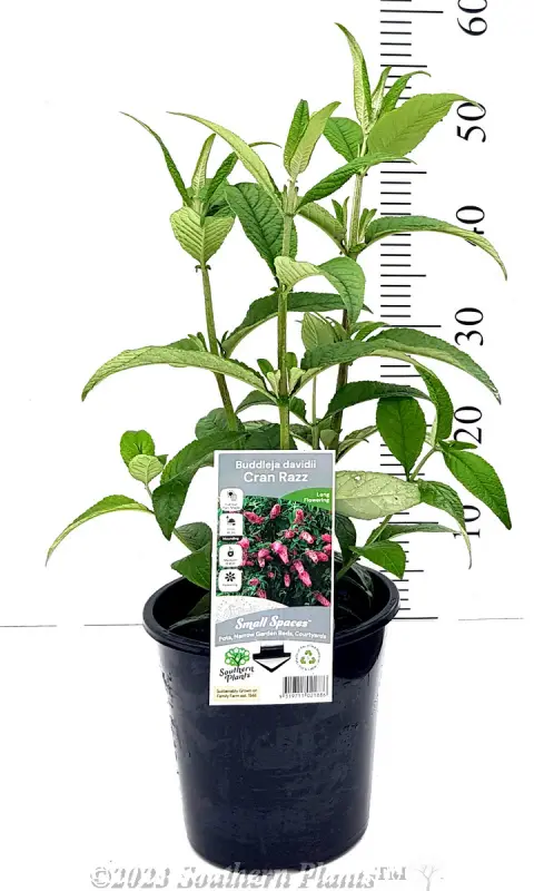 Cranrazz Buddleja