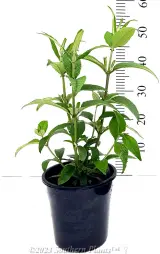 Cranrazz Buddleja - Alt