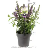 High Five Buddleja - Product photo
