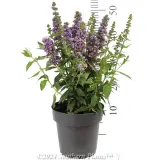 High Five Buddleja - Reference photo