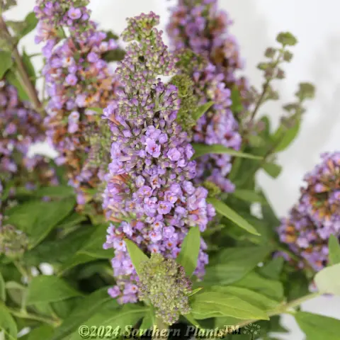 High Five Buddleja