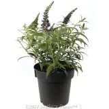 Buddleja Leah™ - Product photo