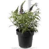 Buddleja Leah™ - Reference photo