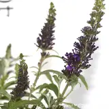 Buddleja Leah™ - Detail photo