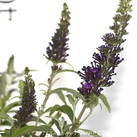 Buddleja Leah™
