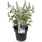 Buddleja Summer Bird Series - Plant photo