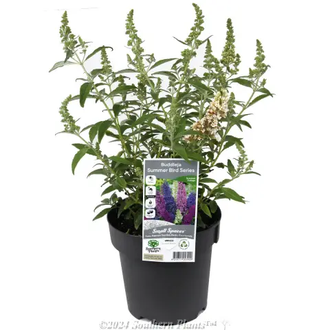 Buddleja Summer Bird Series