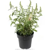 Buddleja Summer Bird Series - Alternate photo