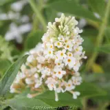 Buddleja Summer Bird Series - Product photo